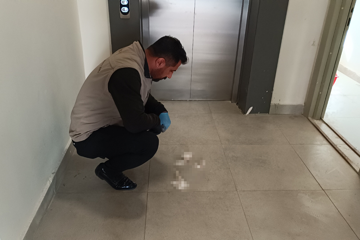 Adıyaman’da apartman girişinde parçalanmış yavru kedi bulundu 