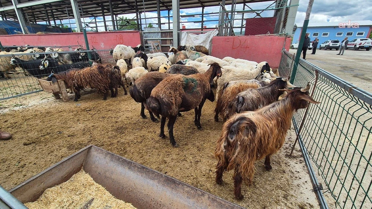 Kurban Pazarlarında Sessizlik: Fiyatlar İkiye Katlandı, Alıcı Azaldı